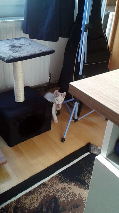 Harvey am 06.06.2015