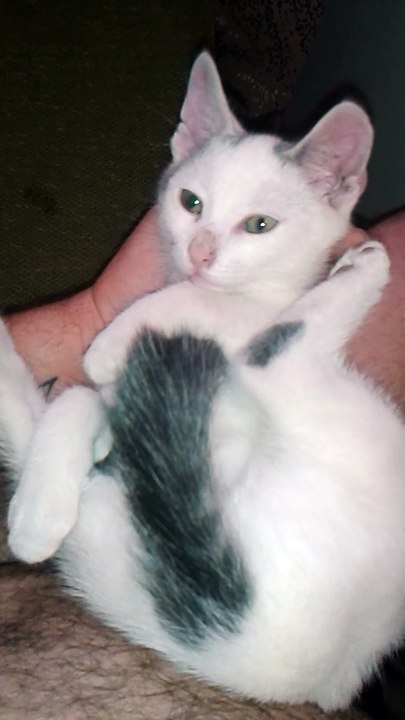 Harvey am 27.06.2015