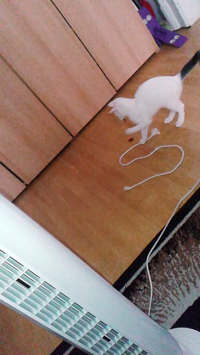 Harvey am 09.07.2015