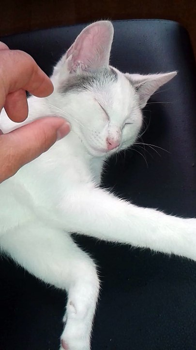 Harvey am 18.07.2015