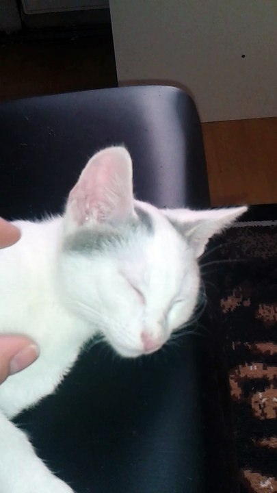 Harvey am 18.07.2015