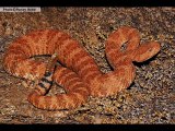 9 Most Dangerous Snakes in The US