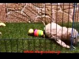 Poodles Kanis apricot video 6-16 DogCenter