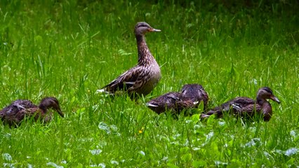 Утка-мама и ее детки