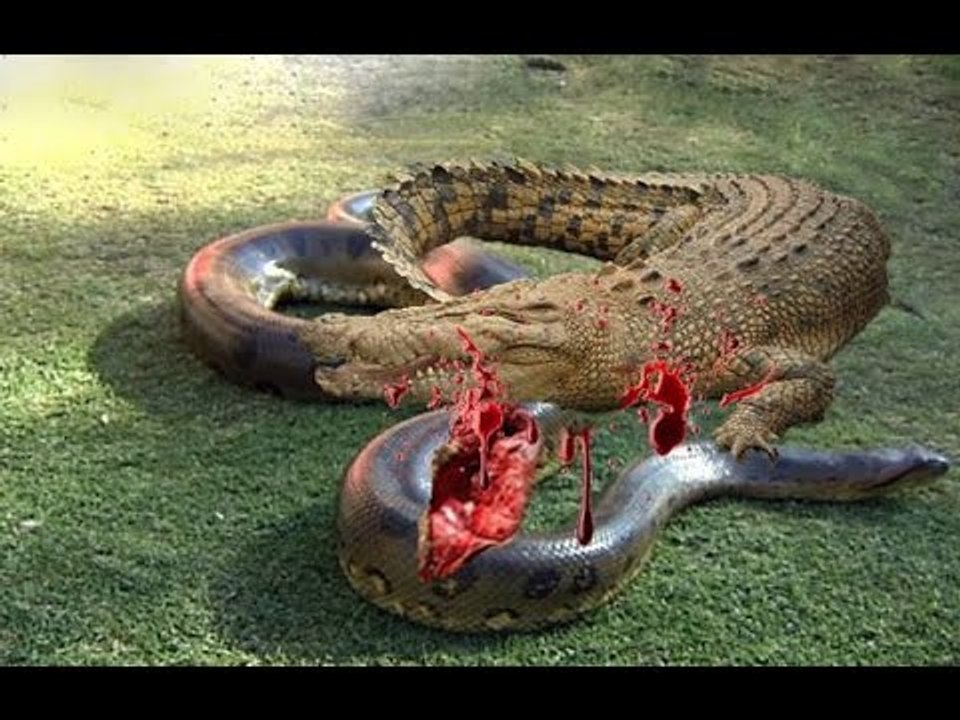 Anaconda vs Crocodile - Python vs Alligator compilation - Python vs crocodile - Snake