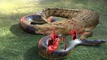 Anaconda vs Crocodile - Python vs Alligator compilation - Python vs crocodile - Snake