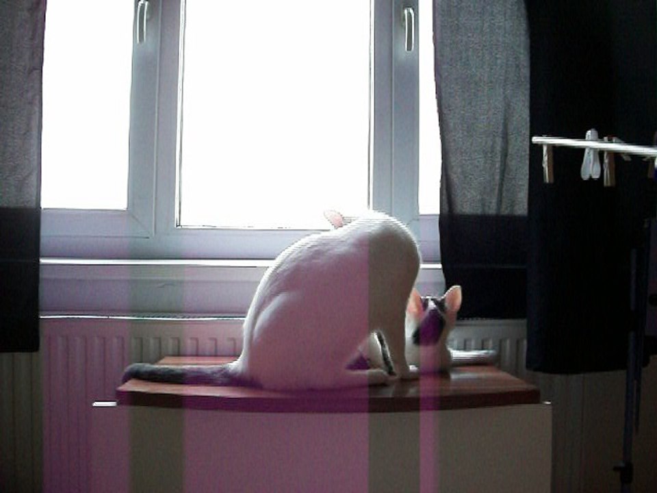 Harvey und Vinzent am 12.06.2016