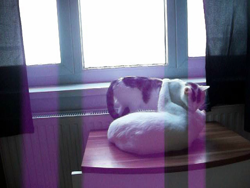 Harvey und Vinzent am 12.06.2016