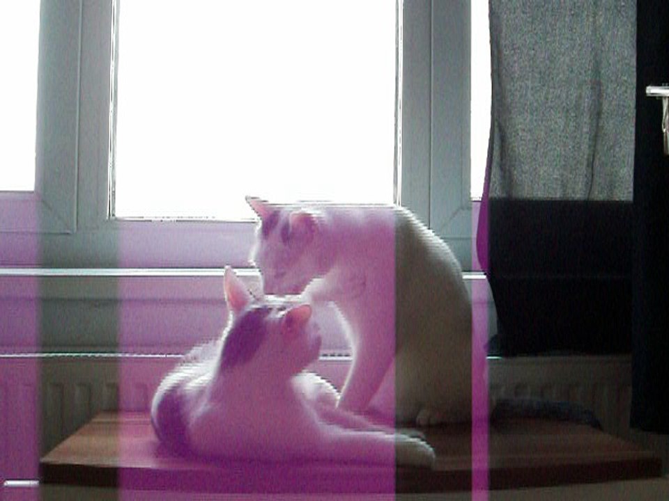 Harvey und Vinzent am 12.06.2016