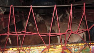 Donkeys Found Near Slotter House