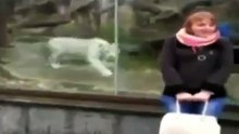 un tiger blance attack tourist