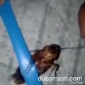 Funny Dubsmash Cockroach Version | Funny dubsmash videos | pinoy dubsmash funny
