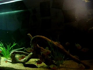 26 pirañas pigocentrus notatus y 3 nattereris comiendo