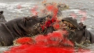 Top Animals Attack - Angry Male elephant killing buffalo