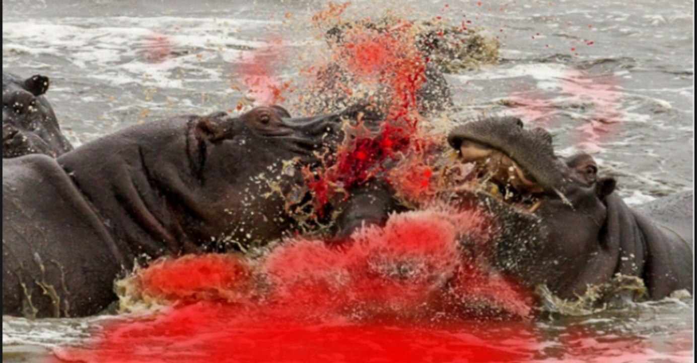 Top Animals Attack - Angry Male elephant killing buffalo