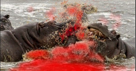 Top Animals Attack - Angry Male elephant killing buffalo