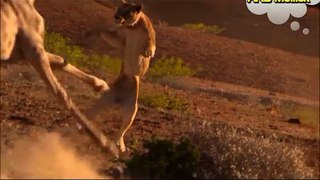 Real Animal Attack: Giraffe's perfect revenge on lion