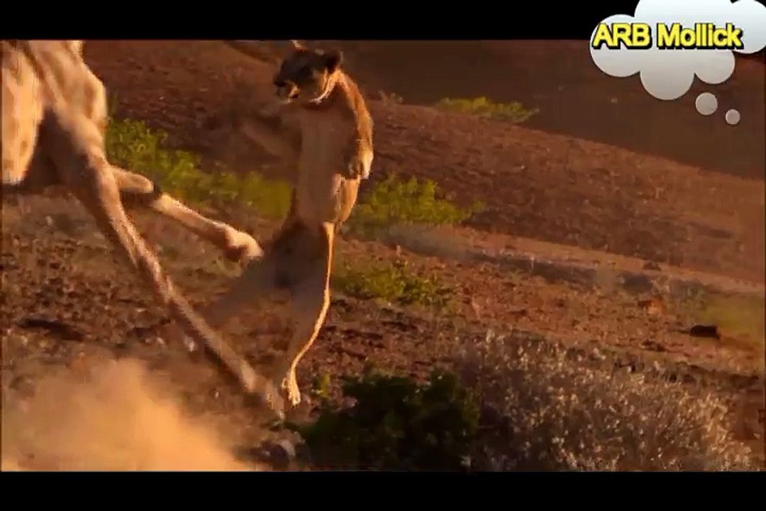 Real Animal Attack: Giraffe's perfect revenge on lion