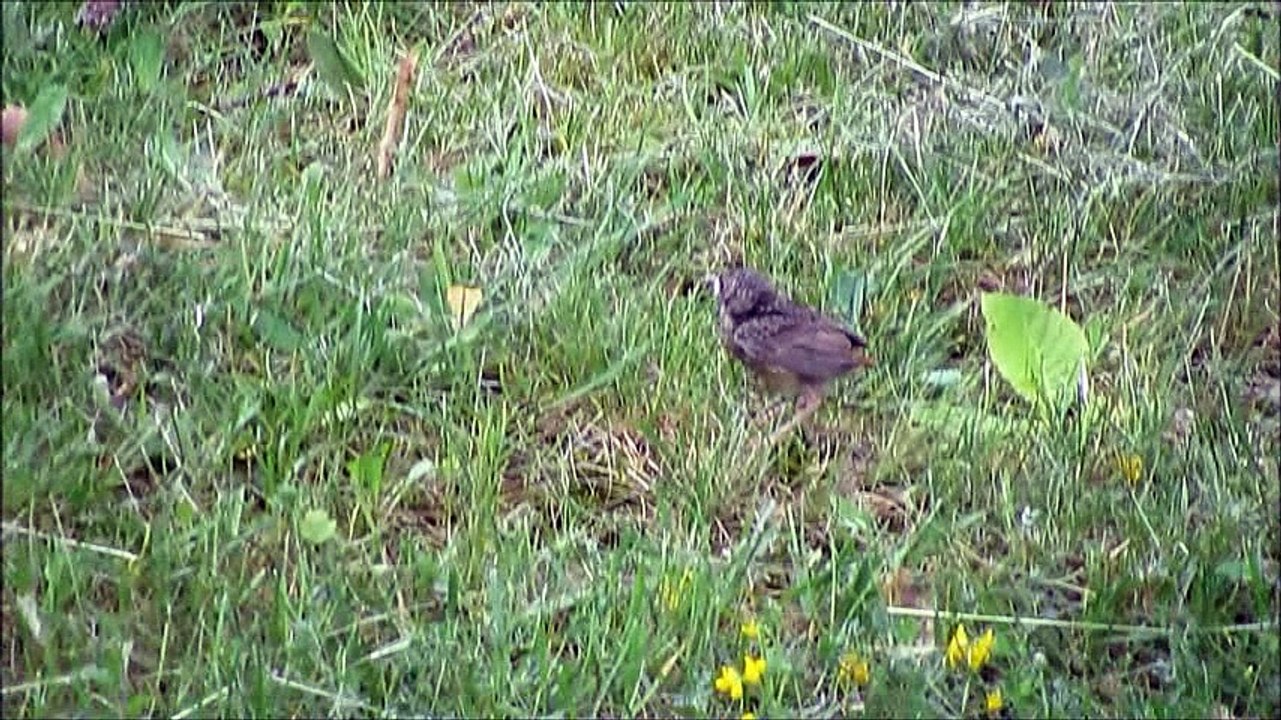bébé rougequeue gambade dans l'herbe