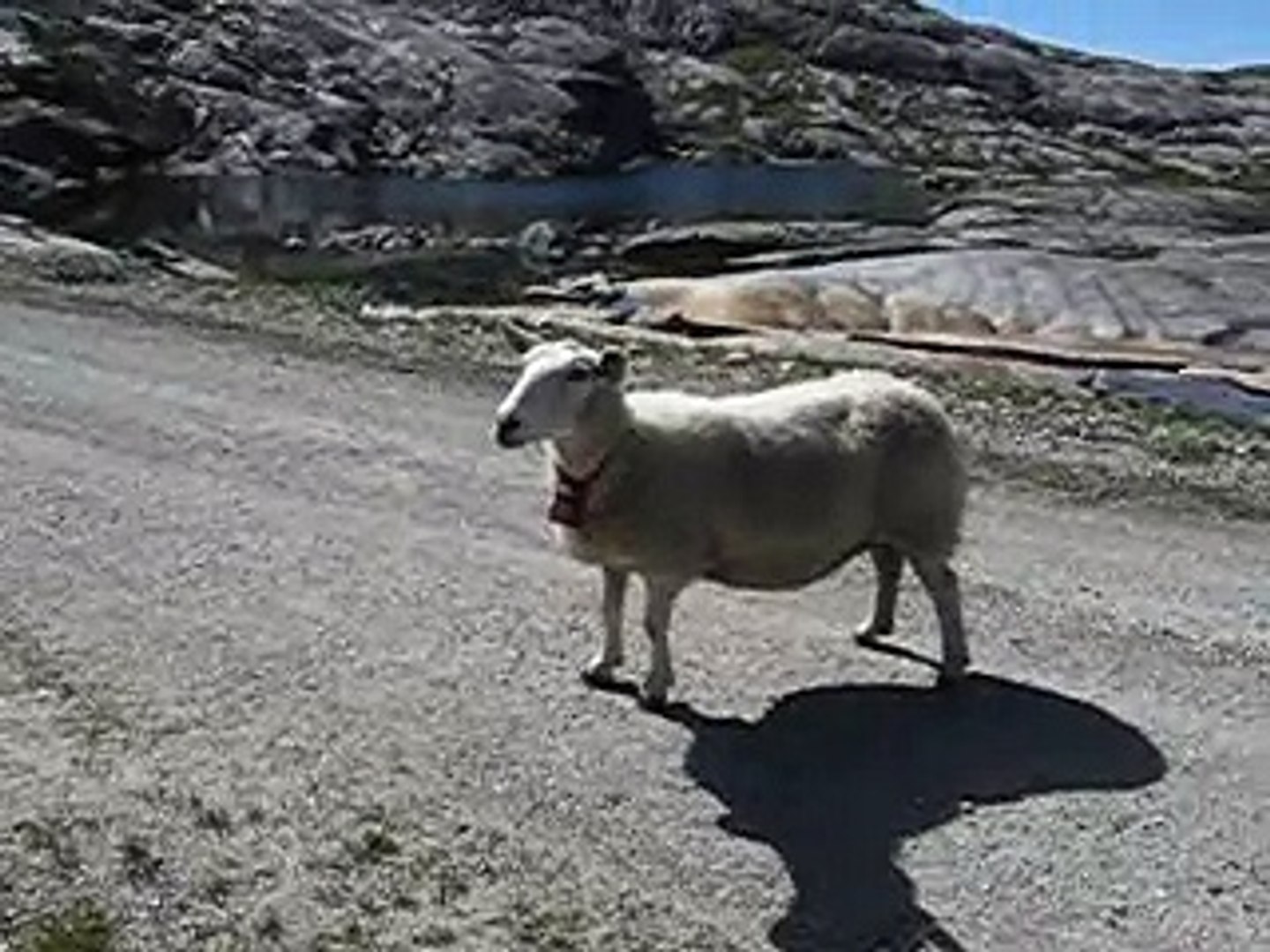 Sheeps and Smoke