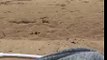 Seagull Snatches an iPhone on English Beach