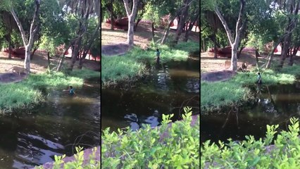 Un homme ivre est descendu dans la fosse aux lions !