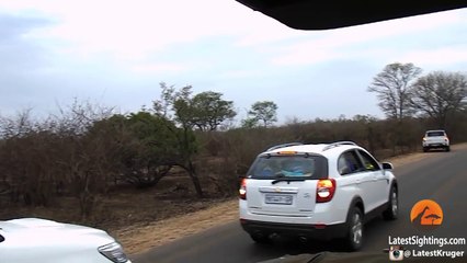 Leopard Kills Warthog & Lion Steals It!