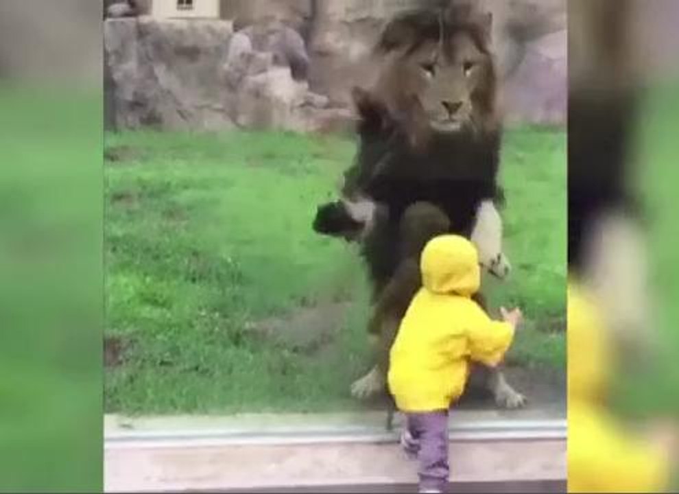 ASLAN BAHÇEDE Kİ ÇOCUĞA SALDIRDI....