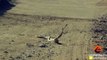 Black Mamba Snakes Fighting in the Road