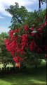 Natalee Young Terkel with Red Flowers in a Hanging Basket