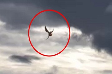 Top 5 unexplained creature videos