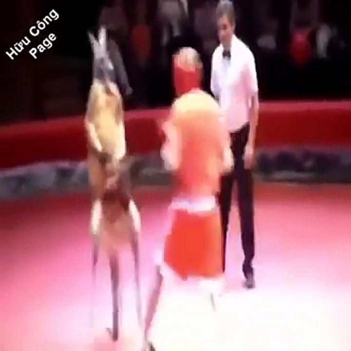 Funny Short Video Compilation  2016