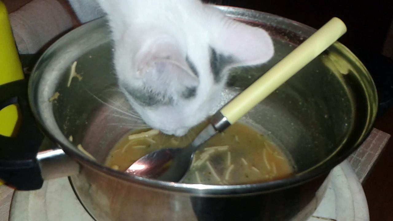 Harvey am 23.07.2015