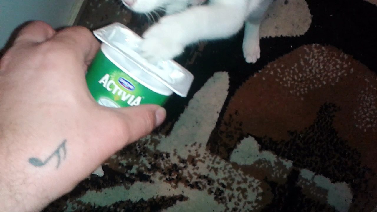 Harvey am 26.07.2015