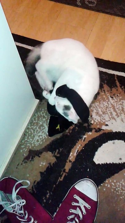 Harvey am 10.10.2015