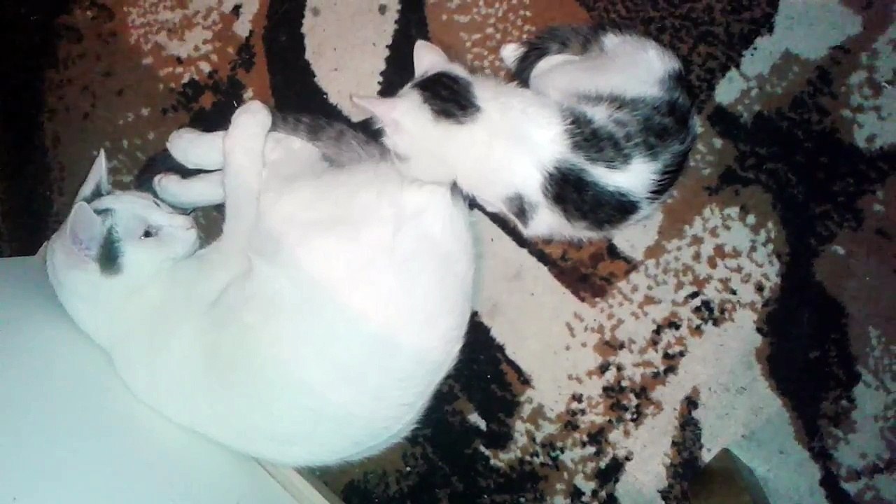 Harvey und Vinzent am 17.10.2015