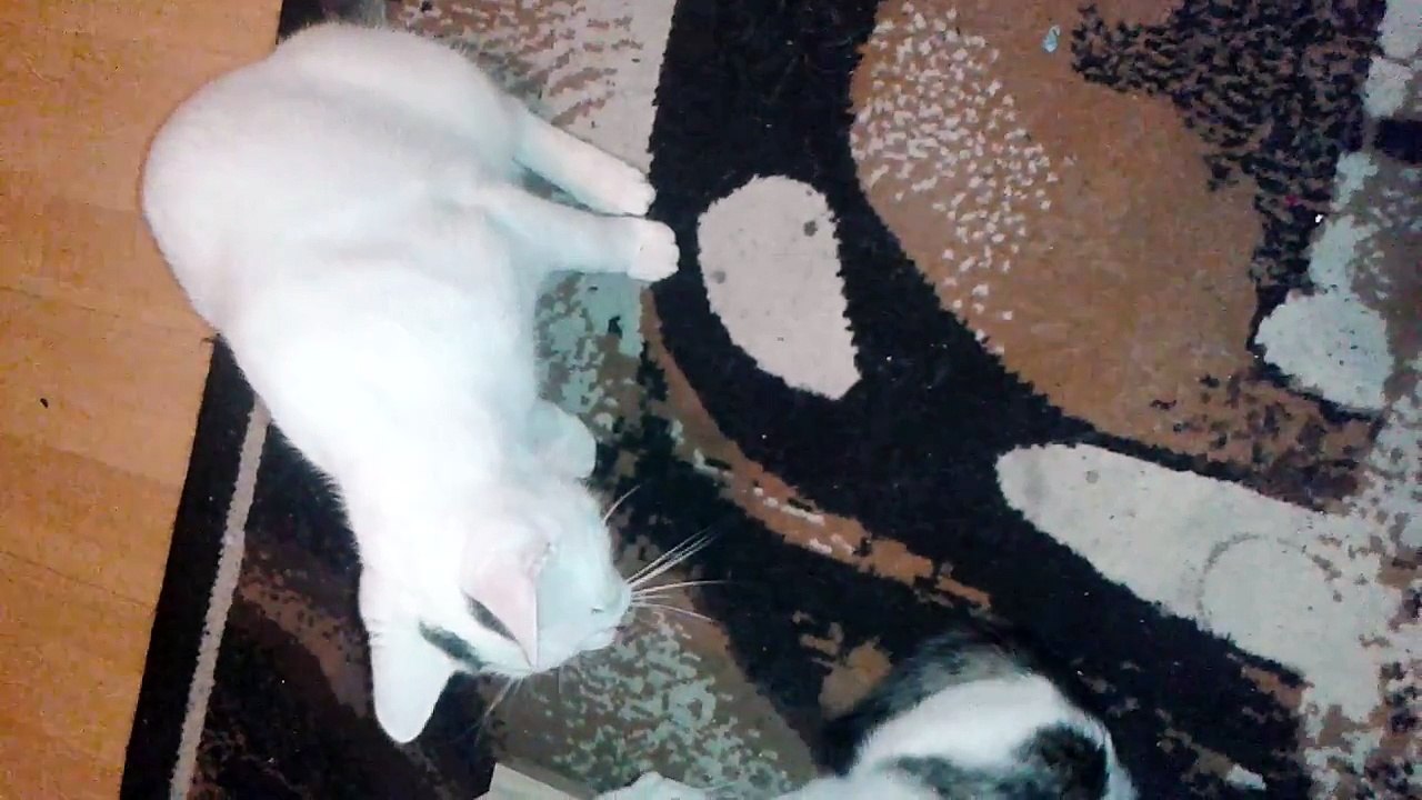 Harvey und Vinzent am 13.11.2015