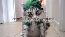 Ce chat ne kiffe pas son costume de dinosaure