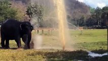 Un Elefante Si Avvicina Ad Un Irrigatore... Il Seguito Vi Farà Sorridere