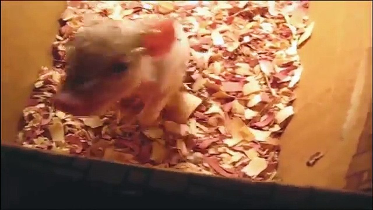 Best of 2015 Cute Funny Animals