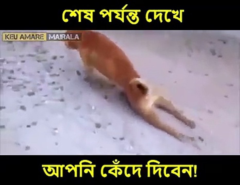 Poor doggy :P