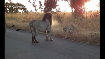 Angry Lioness Shows Lion his way