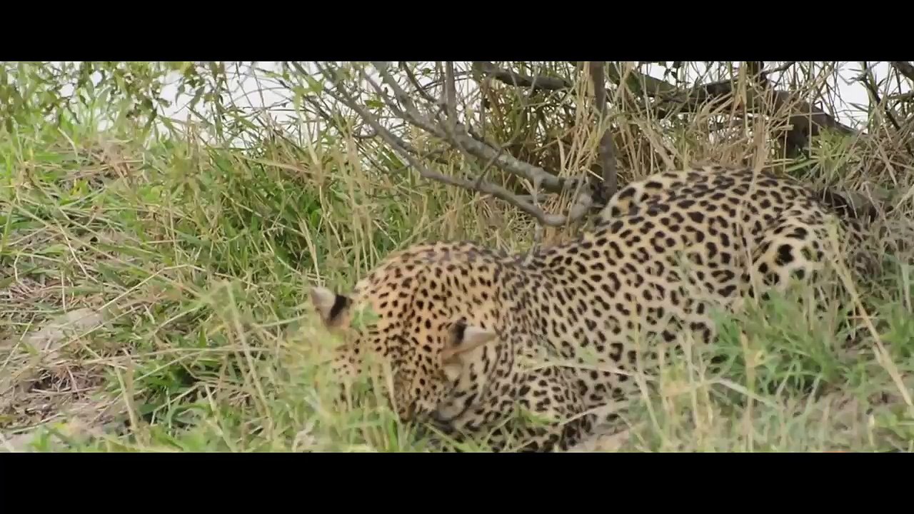 Baby Bird Challenging Leopard
