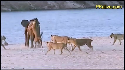 Best ever  Elephant vs Lions fight