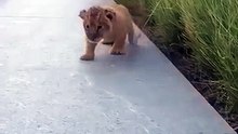 The Littlest Lion Roar Will Melt Your Heart