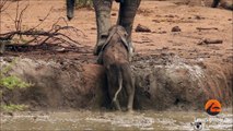 Elephant Herd Helps Rescue a Calf Thats Stuck in a Waterhole