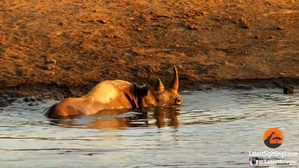 3 Lions Attack Black Rhino Thats Stuck in Mud