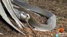 Black Mamba Snake Kills & Swallows Mouse