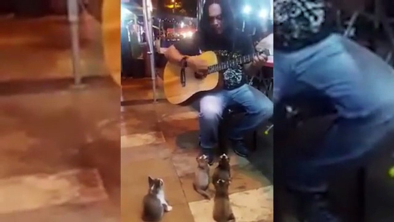gatoshow