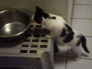 Petite Milady cherche les croquettes de Eros le chien le 11-06-2016